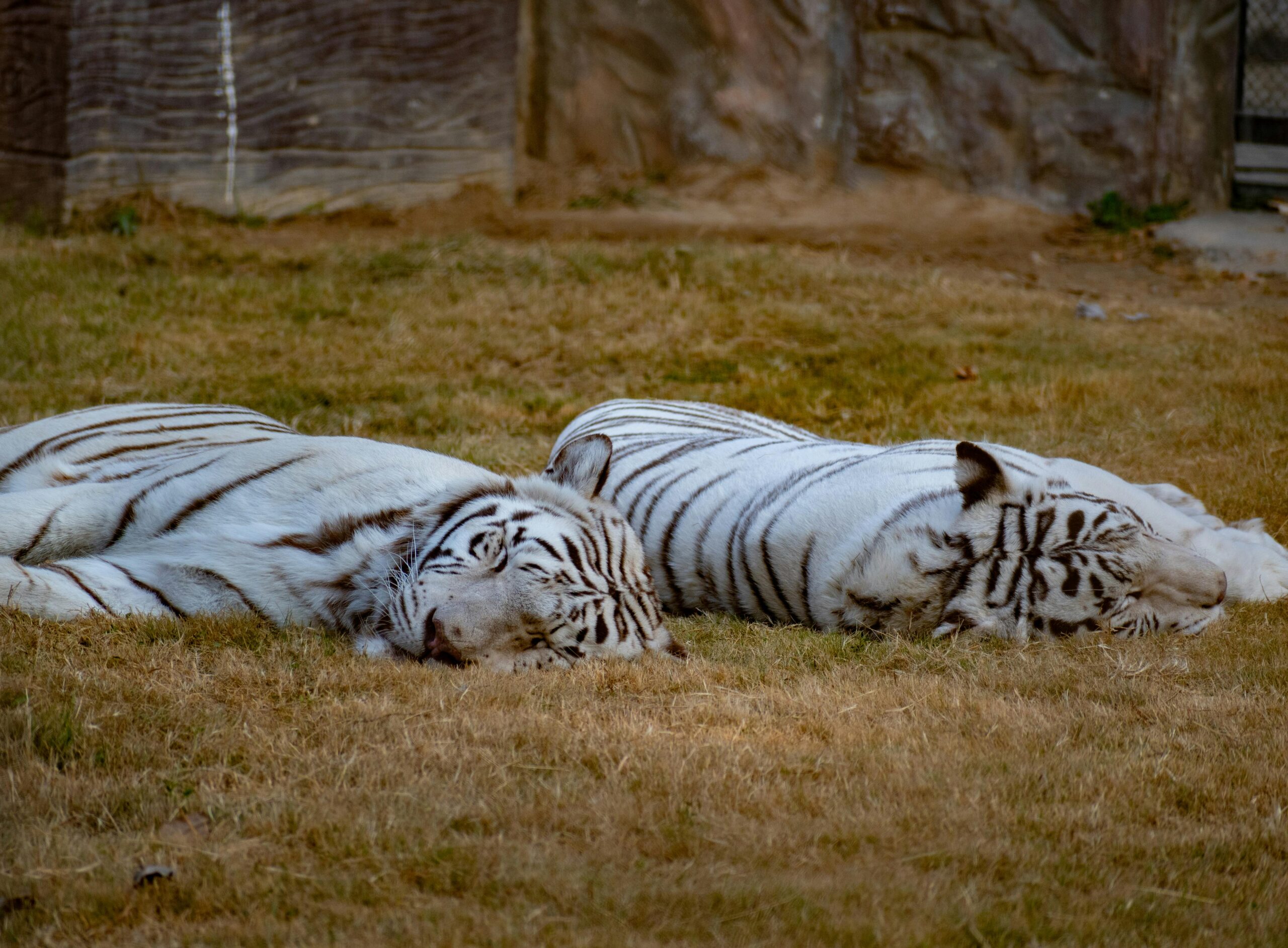 Two white Bengal tigers peacefully resting outdoors in Islamabad Zoo, Pakistan.